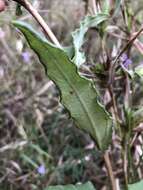 Image of Florida Sunflower