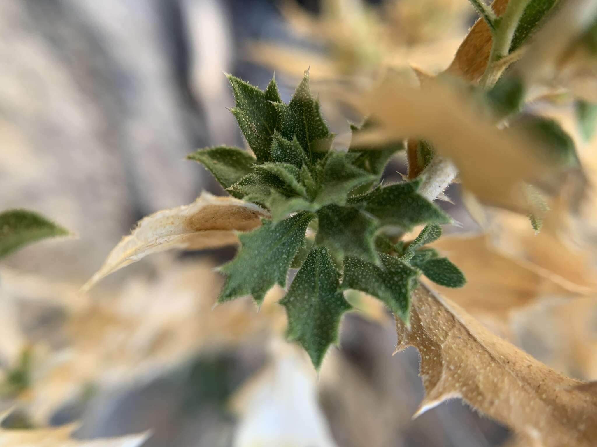 Image of brickellbush goldenweed