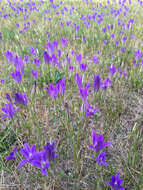 Image of harvest brodiaea