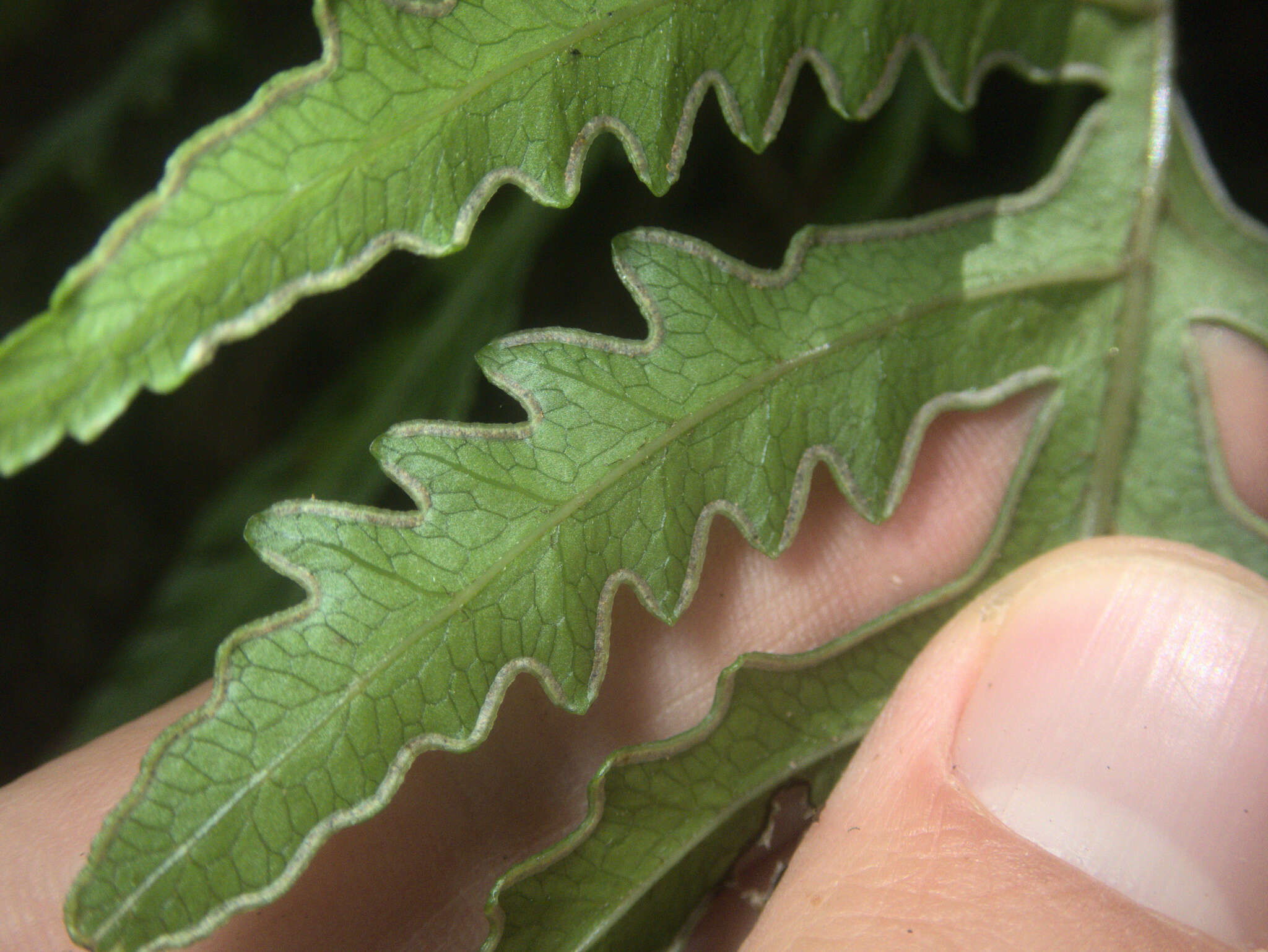 Imagem de Pteris carsei Braggins & Brownsey