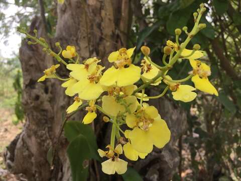 Image of Rossioglossum ampliatum (Lindl.) M. W. Chase & N. H. Williams