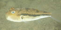 Image of Brush-tail toadfish