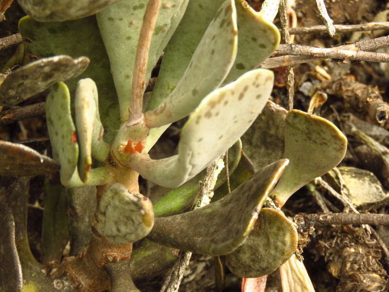 Sivun Adromischus triflorus (L. fil.) Berger kuva