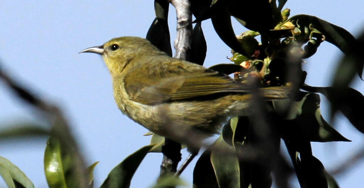 Chlorodrepanis Perkins 1899的圖片