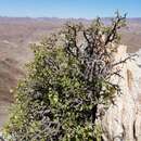 Image of Pelargonium desertorum P. Vorster