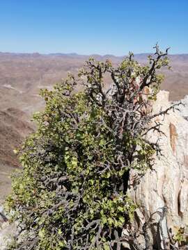 Image of Pelargonium desertorum P. Vorster