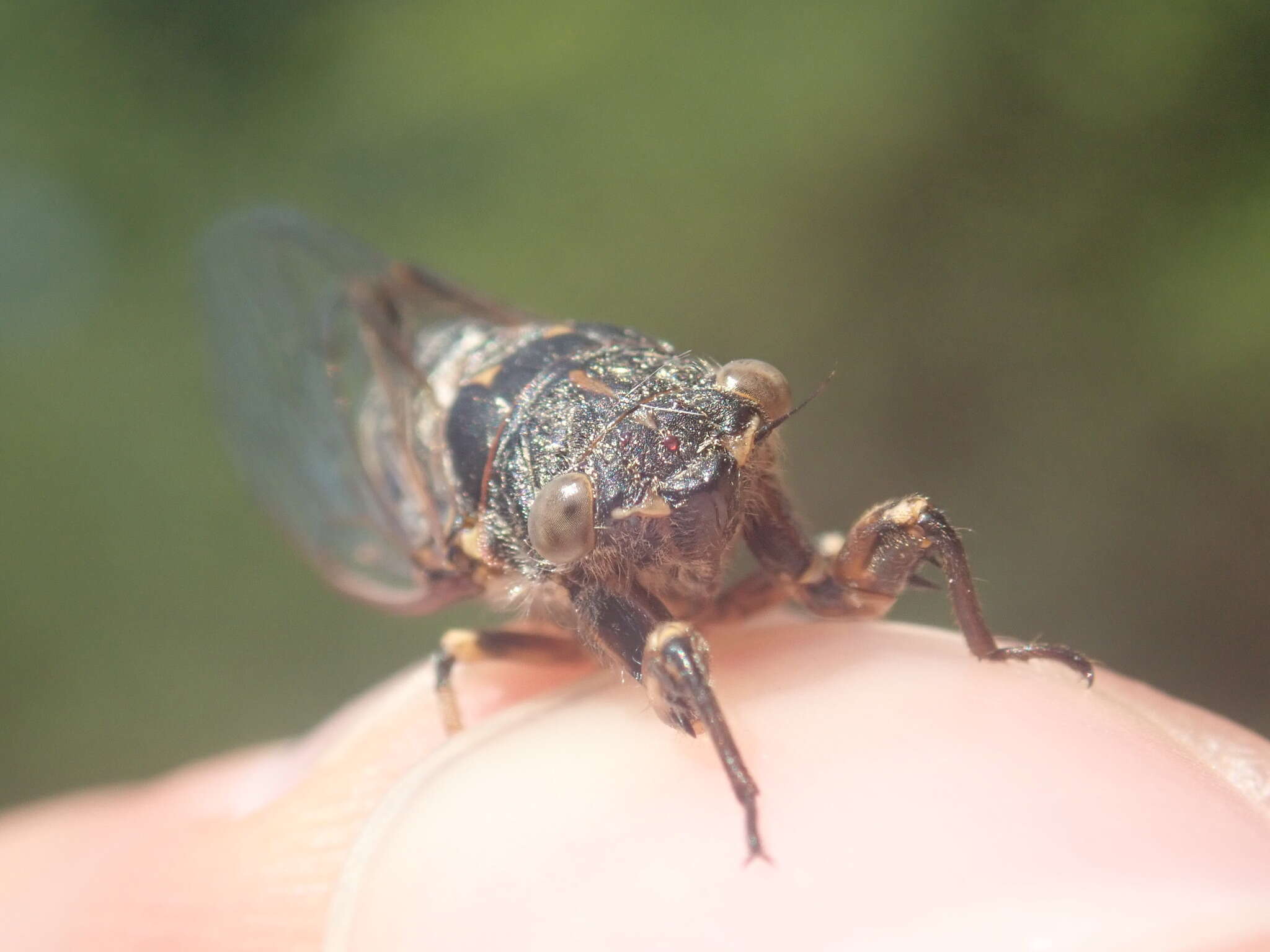 Tettigettula pygmea (Olivier 1790)的圖片