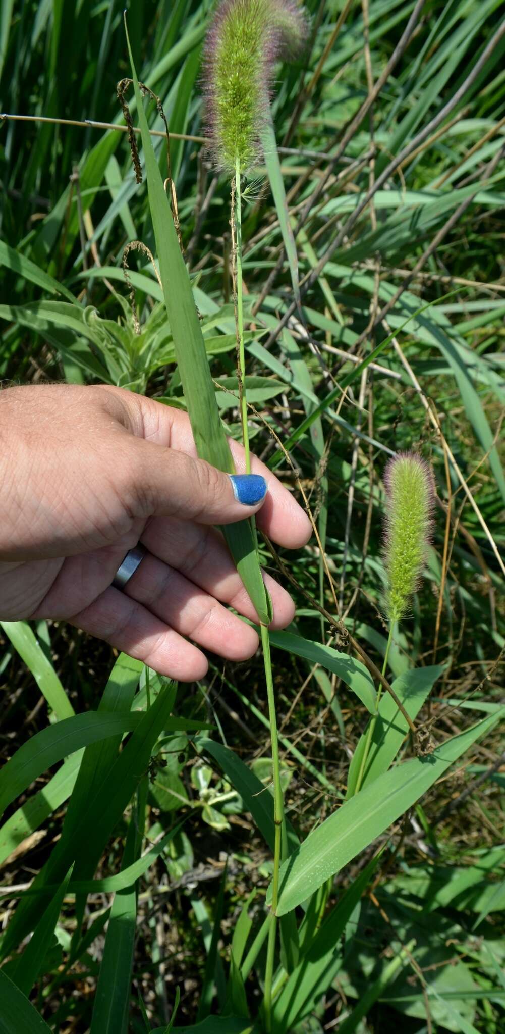 Image of Foxtail millet