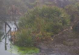 Imagem de Puya ochroleuca Betancur & Callejas