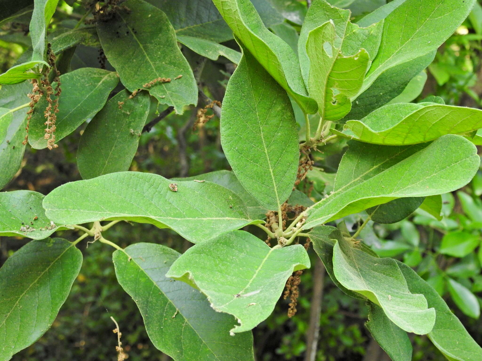 Imagem de Quercus polymorpha Schltdl. & Cham.