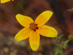 Image of Bidens bicolor Greenm.