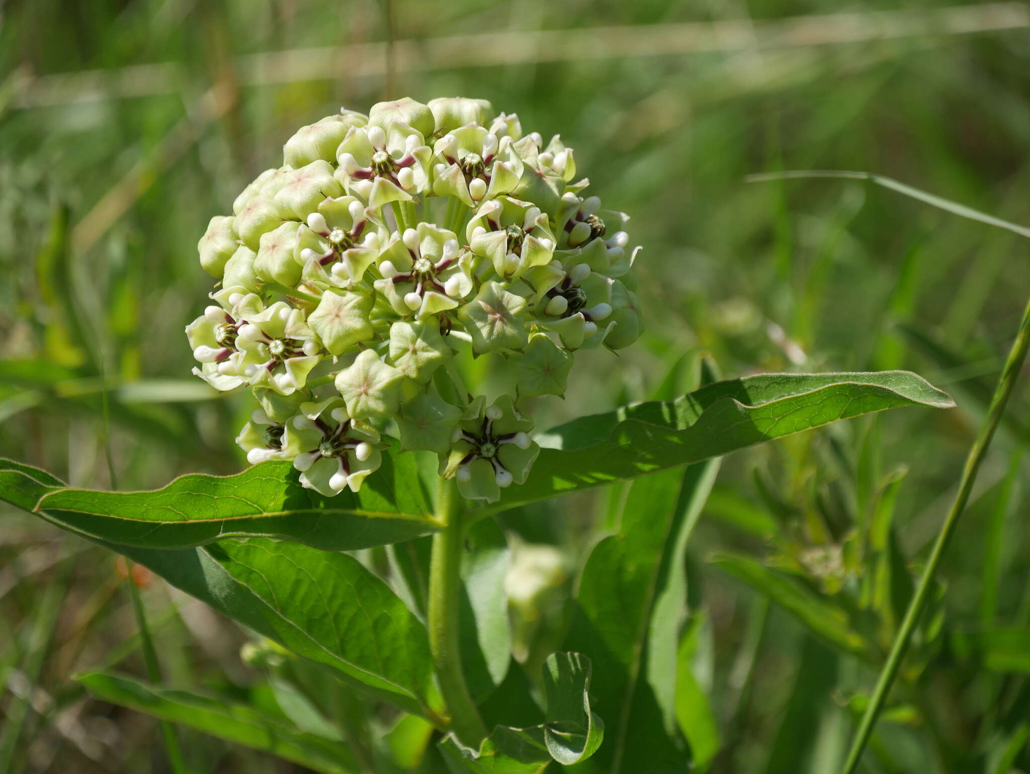 Слика од Asclepias asperula subsp. capricornu (Woods.) Woods.