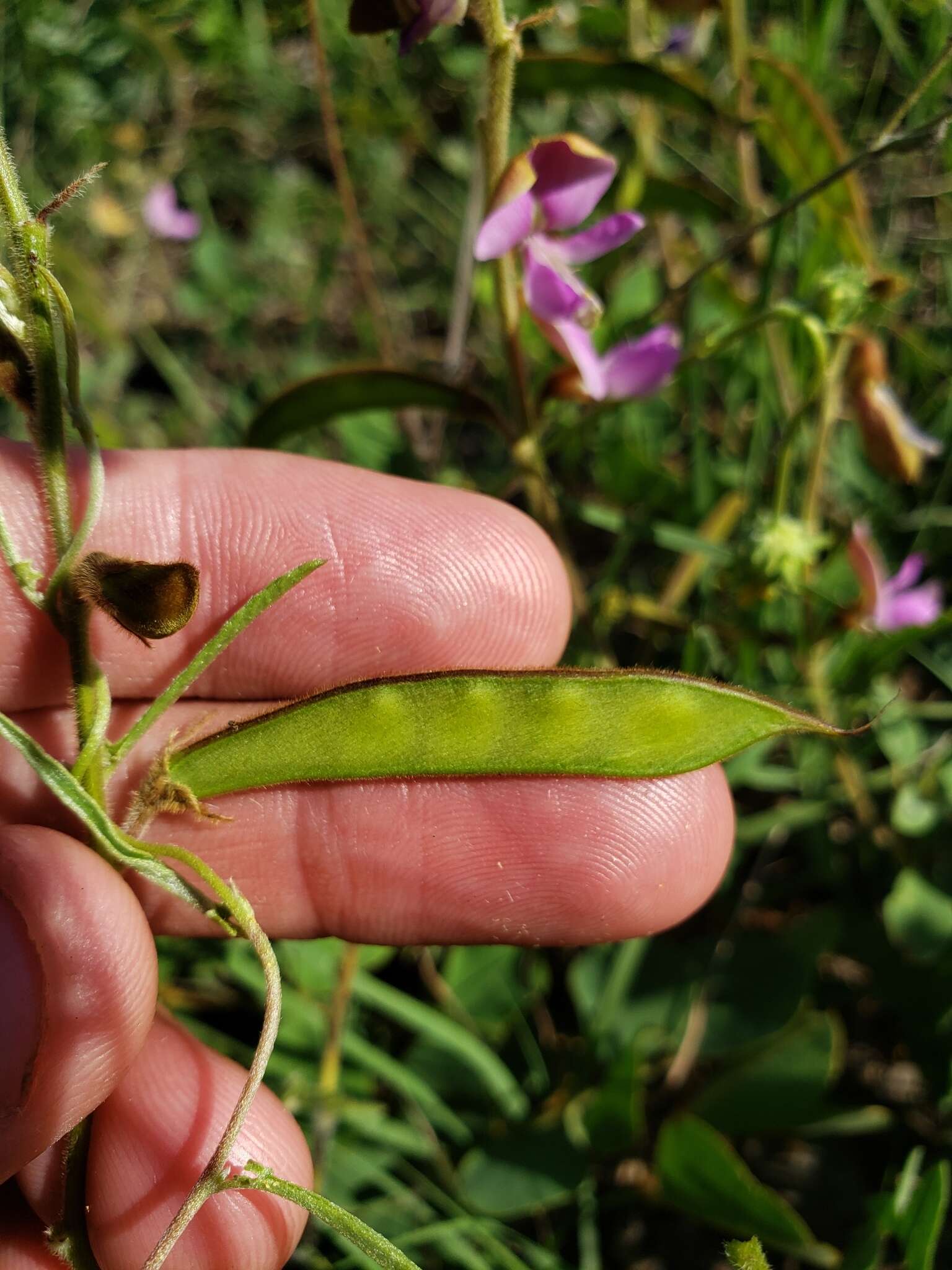 Image of Edwards Plateau hoarypea