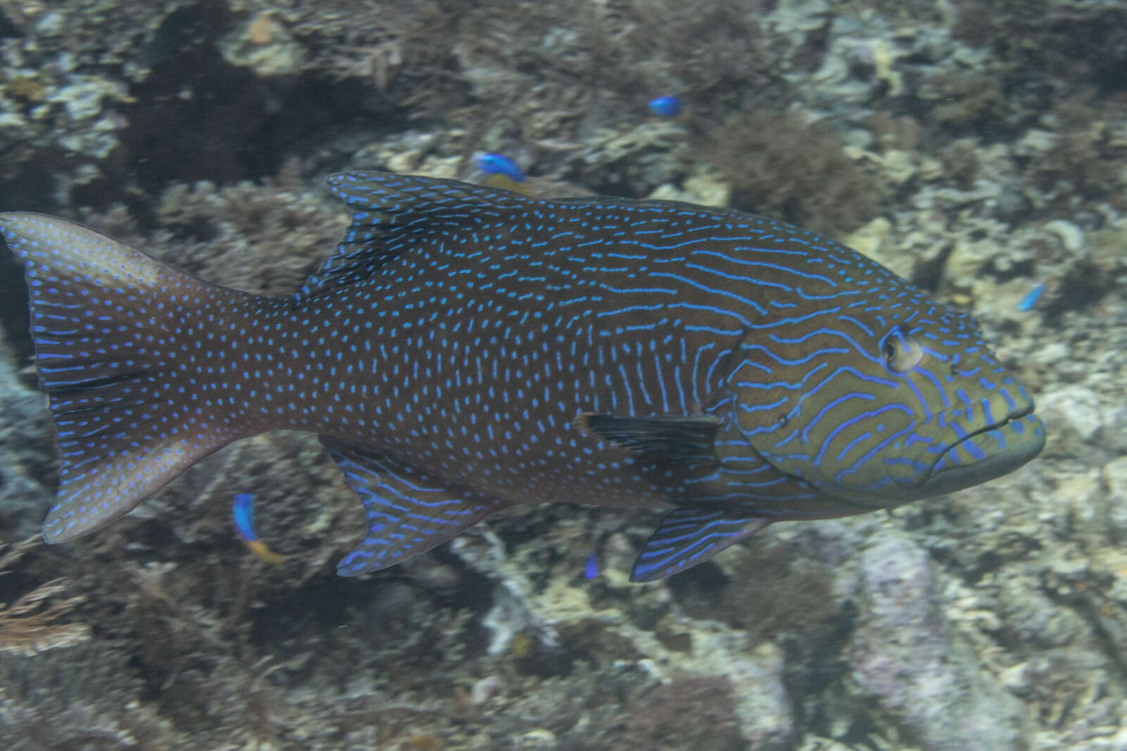 Image of Highfin coralgrouper