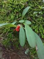 Image of Specklinia tribuloides (Sw.) Pridgeon & M. W. Chase