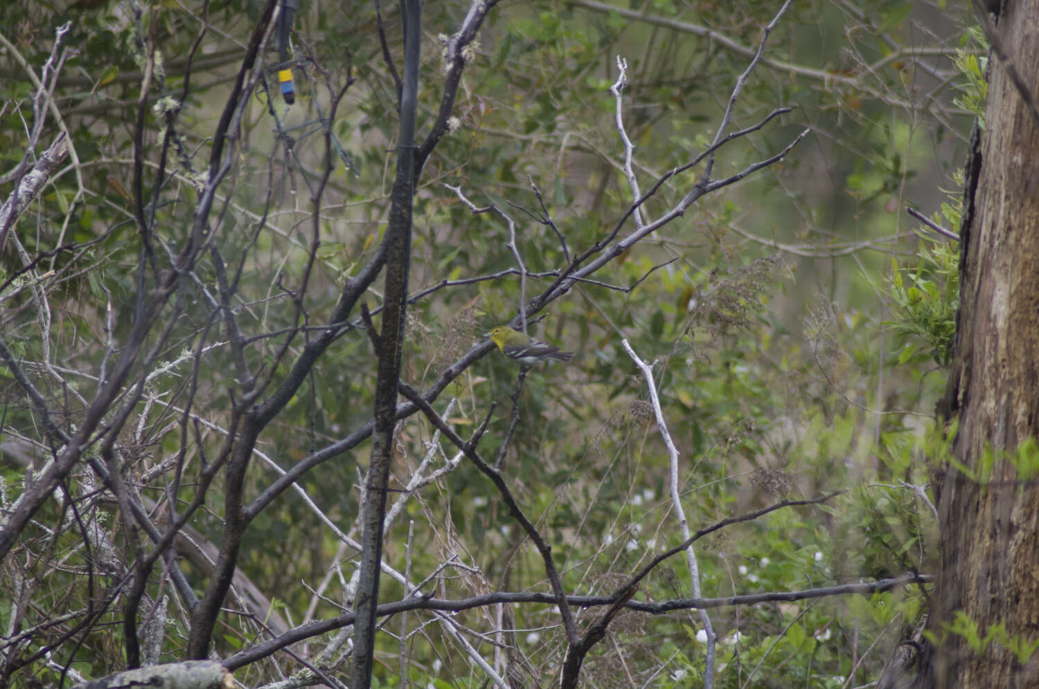 Sivun keltarintavireo kuva