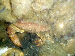 Image of buey de mar