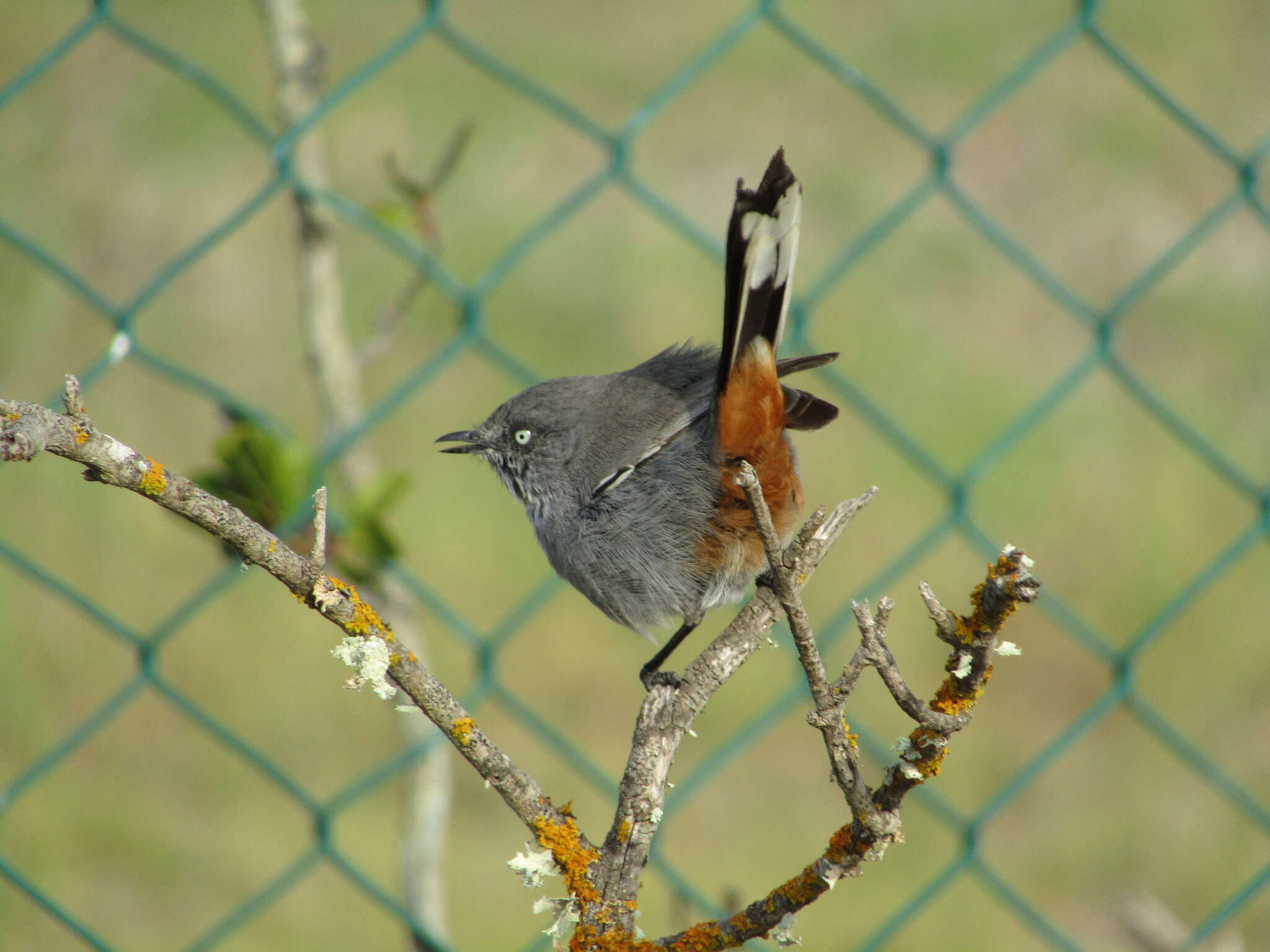 Image of Chestnut-vented Warbler