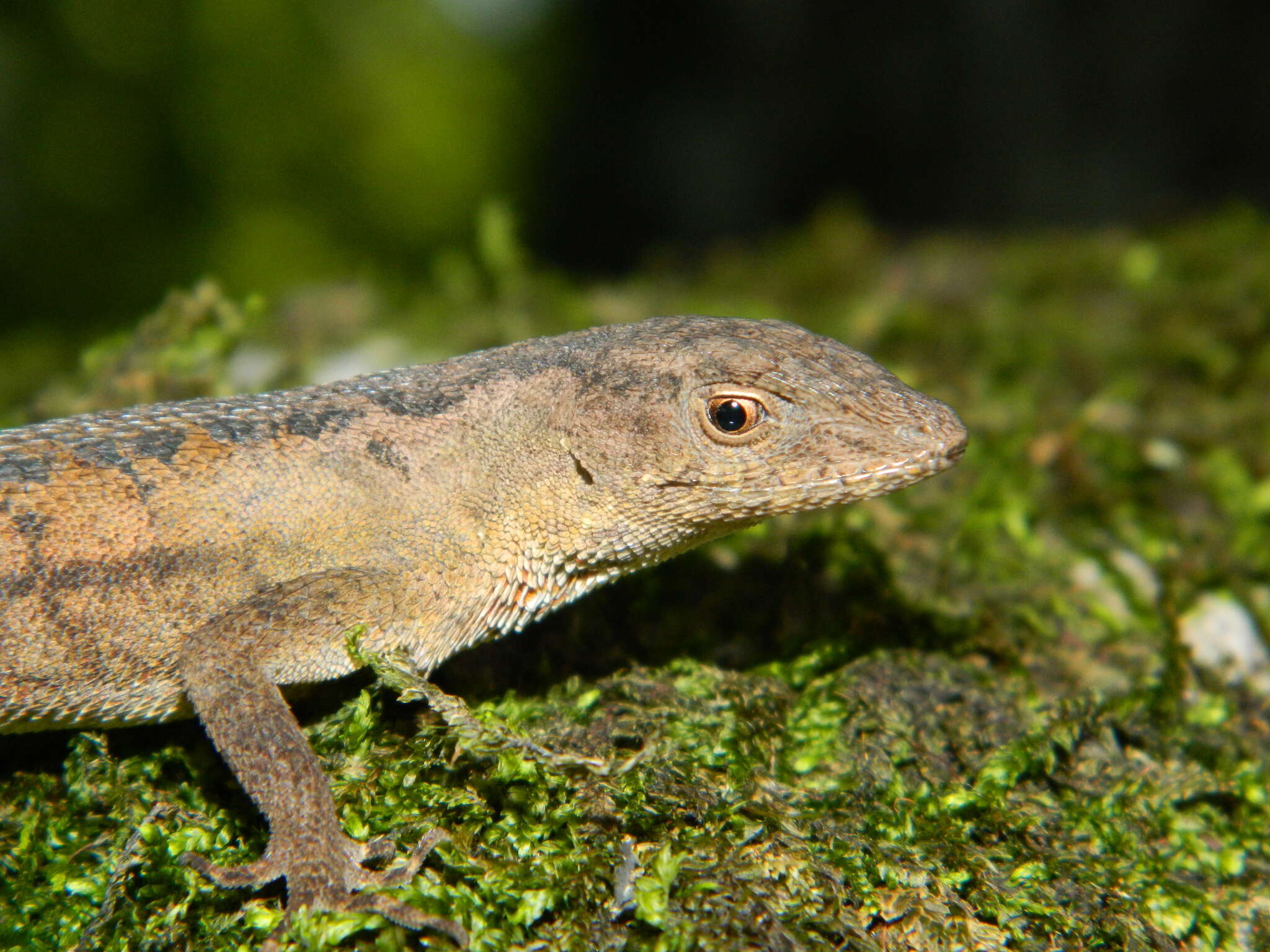 Plancia ëd Anolis tropidonotus Peters 1863