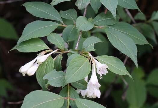 Image of Weigela decora (Nakai) Nakai