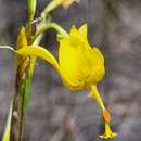 Moraea pendula (Goldblatt) Goldblatt resmi