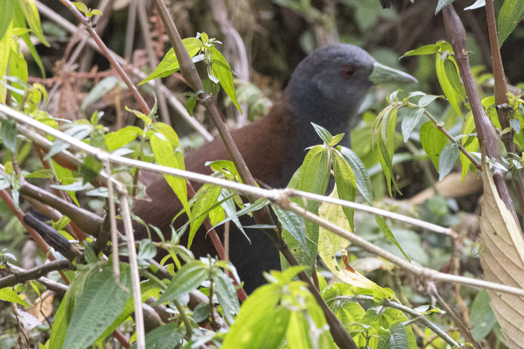 Image of Black-tailed Crake