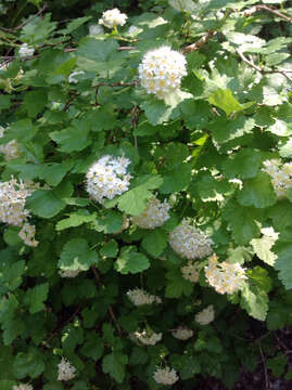 Plancia ëd Physocarpus malvaceus (Greene) Kuntze