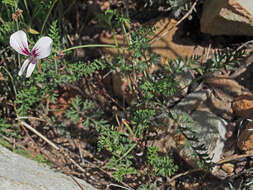 Image of Pelargonium caucalifolium subsp. caucalifolium