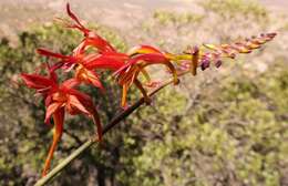 Image of Crocosmia fucata (Lindl.) M. P. de Vos