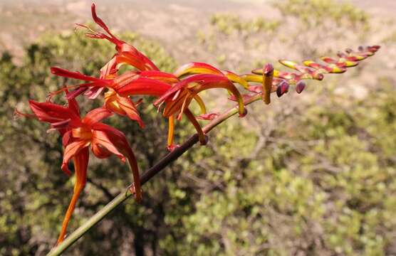 Imagem de Crocosmia fucata (Lindl.) M. P. de Vos