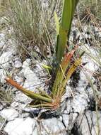 Image of Aloe compressa H. Perrier