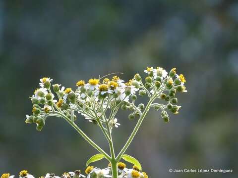 صورة Schistocarpha bicolor Less.