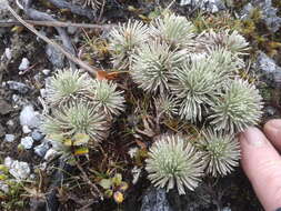 Image of Celmisia sessiliflora Hook. fil.