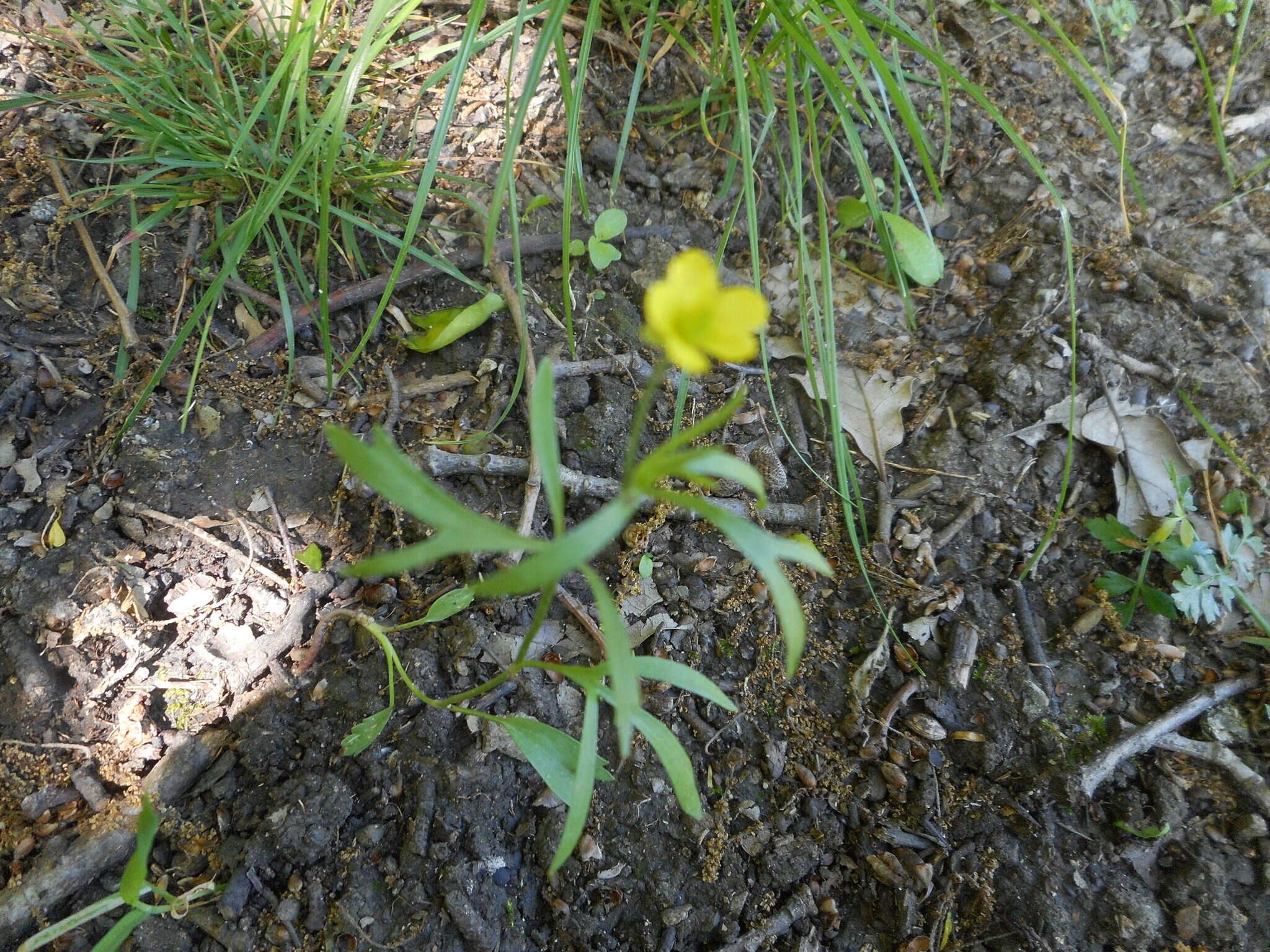 Image of corn buttercup