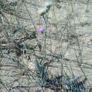 Plancia ëd Jurinea longifolia DC.