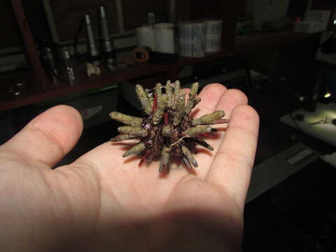 Image of slate pencil urchin