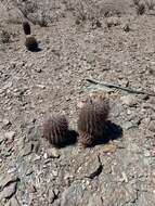 Image of Ferocactus gracilis subsp. gatesii (G. E. Linds.) N. P. Taylor