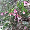 Image of Epacris calvertiana var. versicolor Maiden & E. Betche