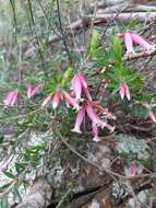 Image of Epacris calvertiana var. versicolor Maiden & E. Betche