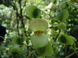 Image of Begonia thiemei C. DC.