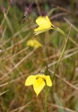 Image of Highland golden moths