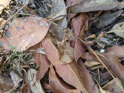 Image of Australian tallowwood