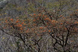 Image of Erythrina velutina Willd.