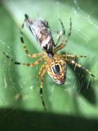 Image of Eriophora nephiloides (O. Pickard-Cambridge 1889)