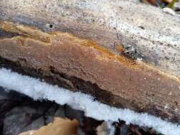 Image de Polypore ferrugineux