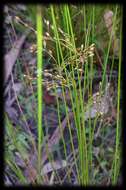 Image of Juncus pauciflorus R. Br.