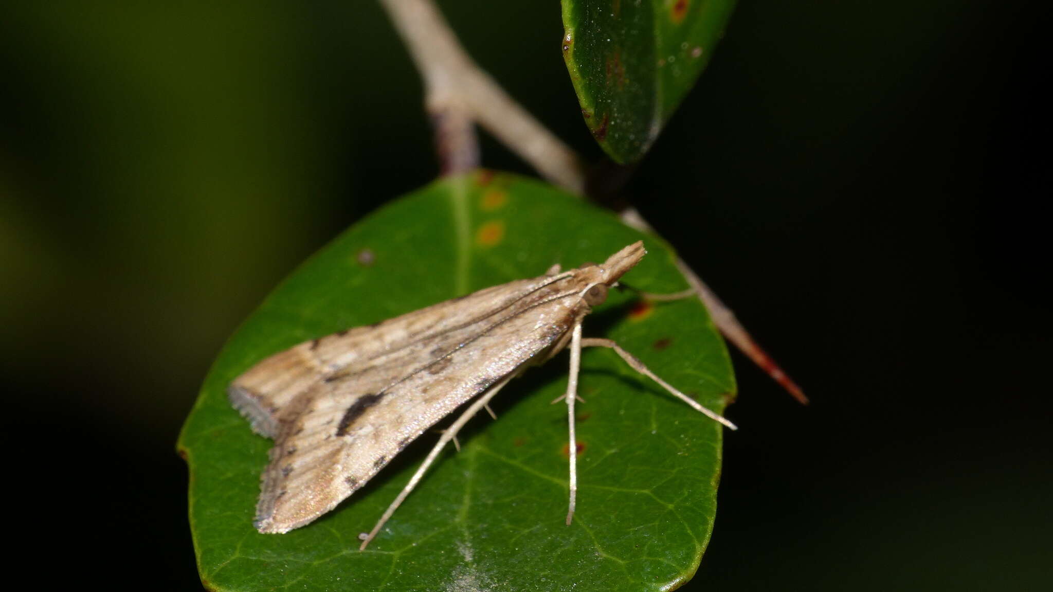 Plancia ëd Diasemia monostigma Hampson 1913