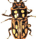 Image of Paralissotes rufipes (Sharp 1886)