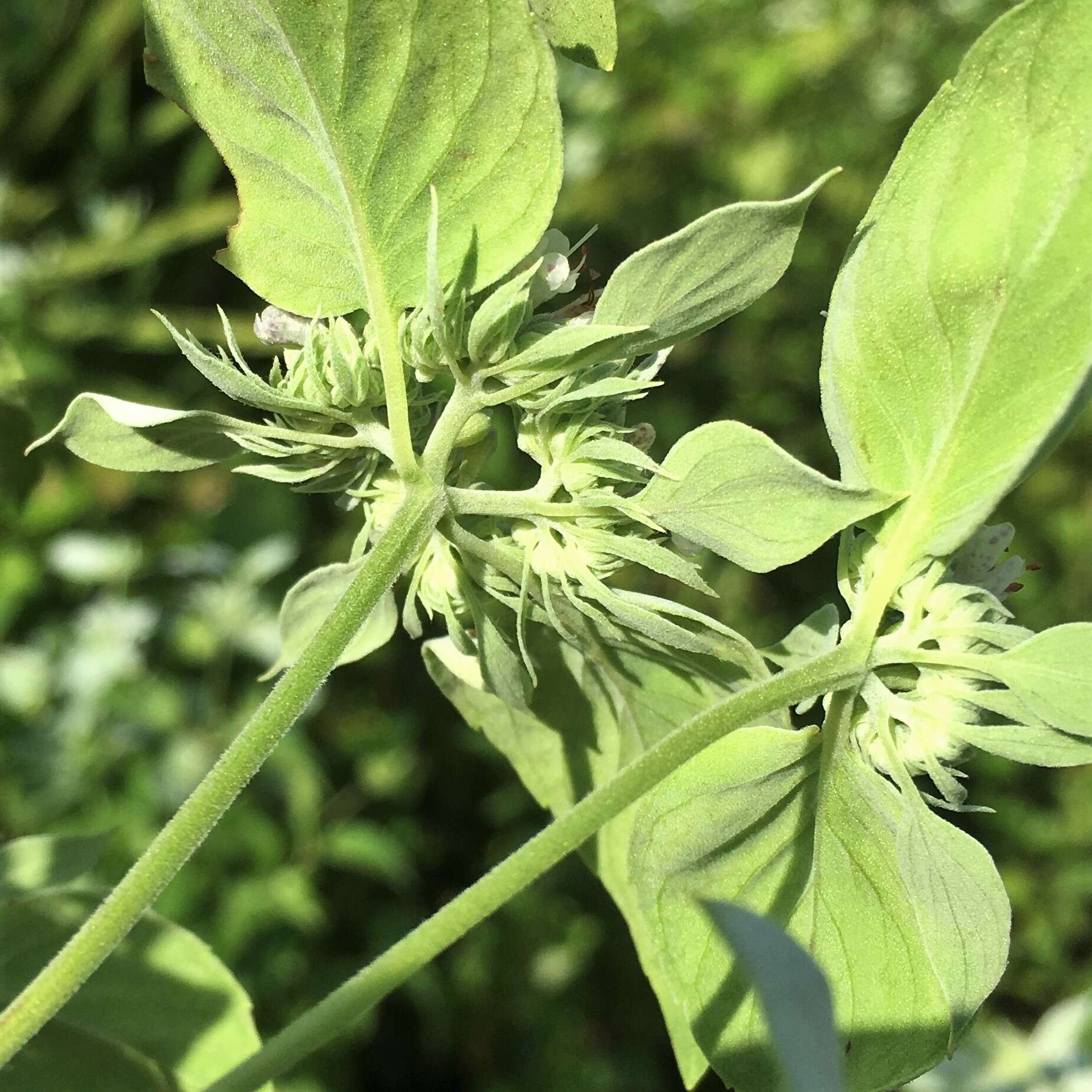 صورة Pycnanthemum floridanum E. Grant & Epling