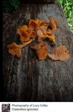 Image of Craterellus ignicolor (R. H. Petersen) Dahlman, Danell & Spatafora 2000